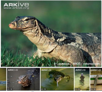 เหี้ย มีชื่ออังกฤษว่า Water monitor ชื่อวิทยาศาสตร์ว่า Varanus salvator http://www.arkive.org/asian-water-monitor-lizard/varanus-salvator/image-G57993.html