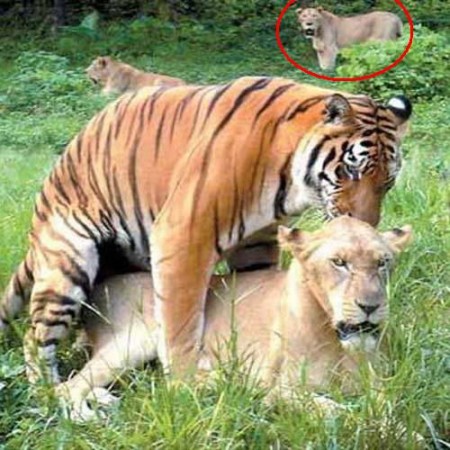 tigon tigon