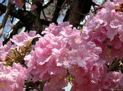 ชมพูพันธุ์ทิพย์ tabebuia pentaphylla