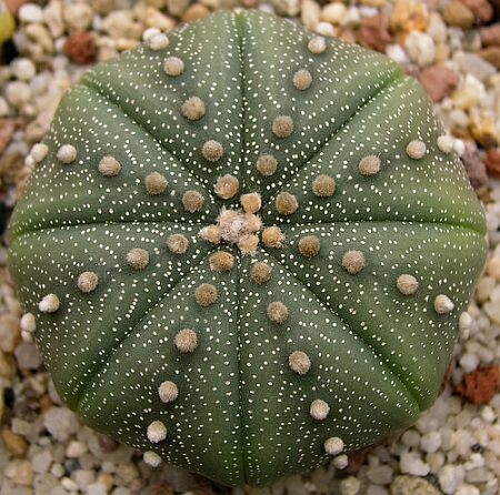 Astrophytum asterias .. convergent evolution