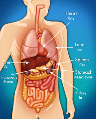 ตับ (liver)