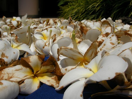 Singapore plumeria, Frangipani, Plumeria, Pagoda tree, Temple tree